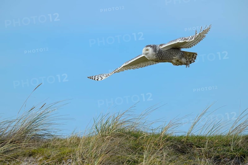 Snowy Owl (Bubo scandiacus)