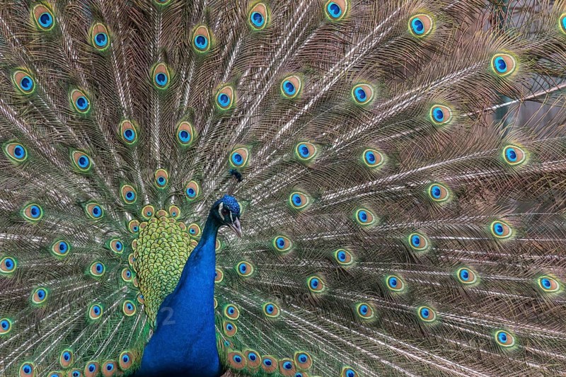 Indian Peafowl or Blue Peafowl (Pavo cristatus)