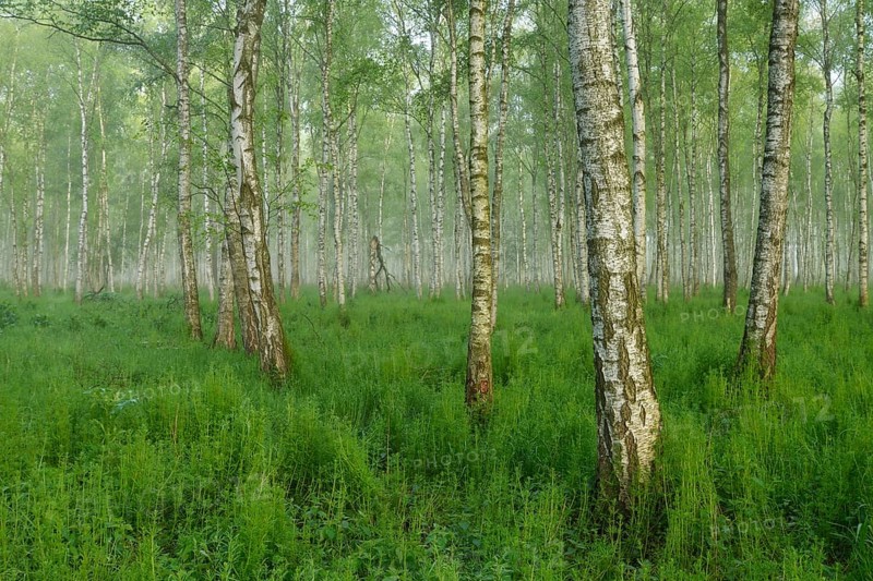 Forest of Downy Birch or White Birch (Betula pubescens) in a light mist