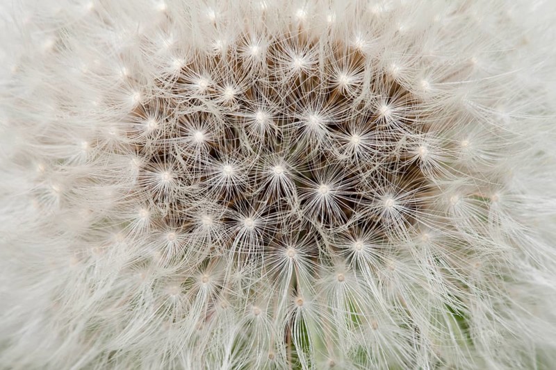 Dandelion