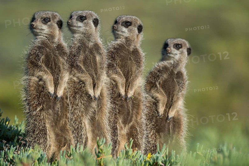 Group of Meerkats (Suricata suricatta) looking curiously