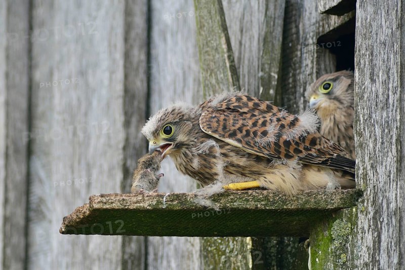 Common Kestrels (Falco tinnunculus)