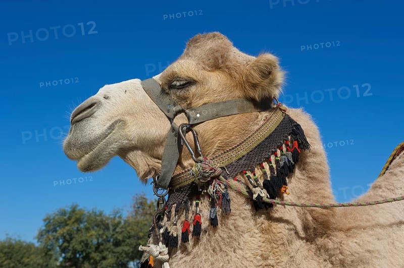 Camel with bridle