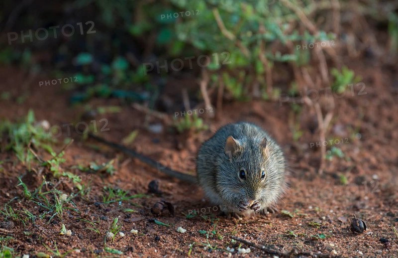 Four-striped grass mouse (Rhabdomys pumilio)