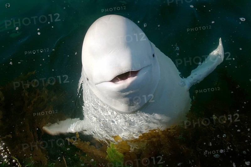 Beluga Whale or White Whale (Delphinapterus leucas)