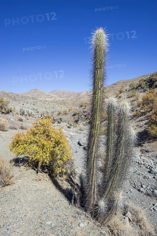 Quisco Cactus or Hedgehog Cactus (Echinopsis chiloensis)