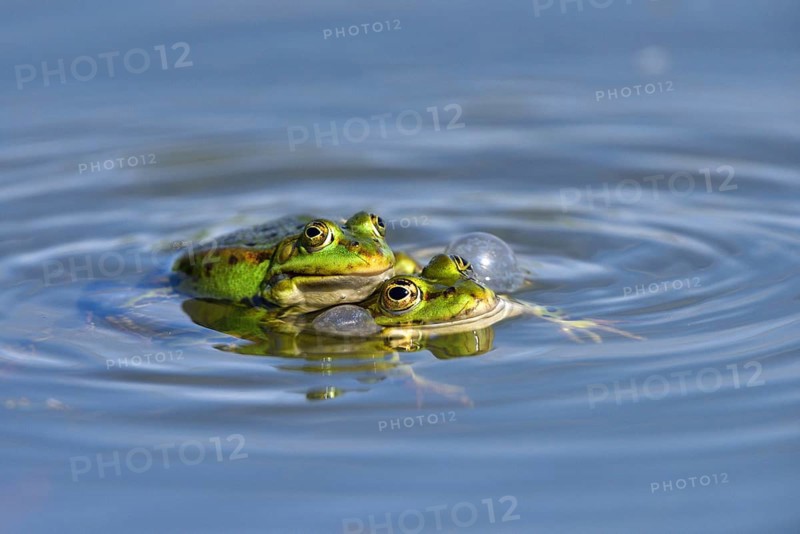 Green frogs (Pelophylax esculentus) calling during mating