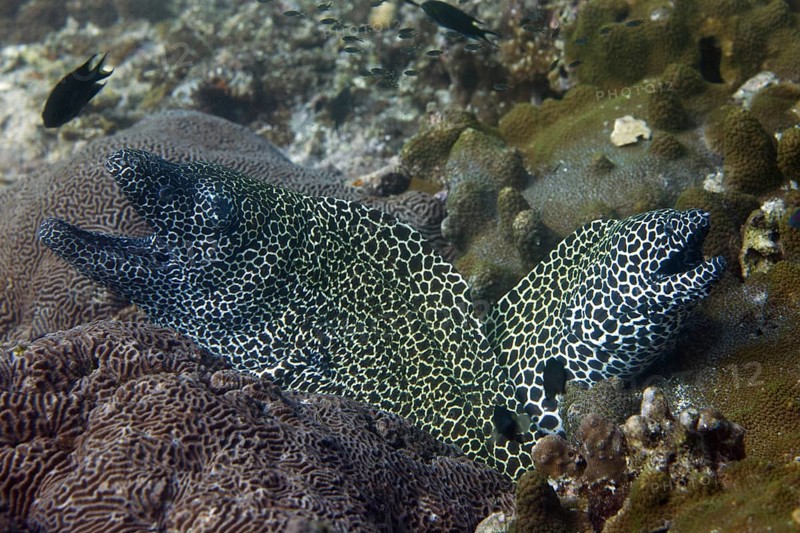 Laced Morays (Gymnothorax favagineus)