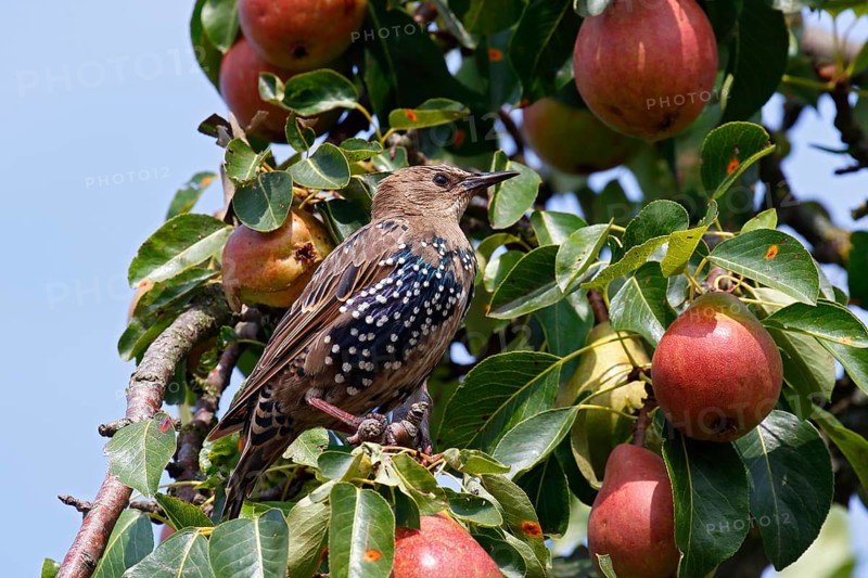 European Starling (Sturnus vulgaris)