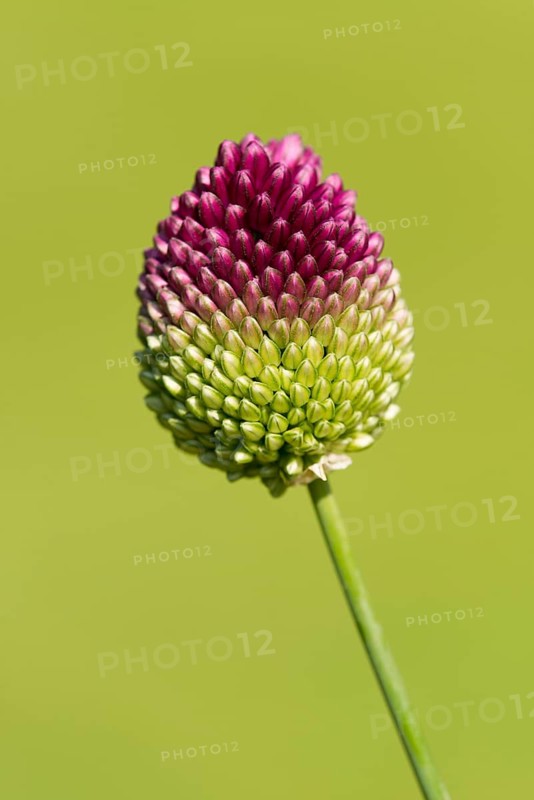 Round-headed leek (Allium sphaerocephalum)