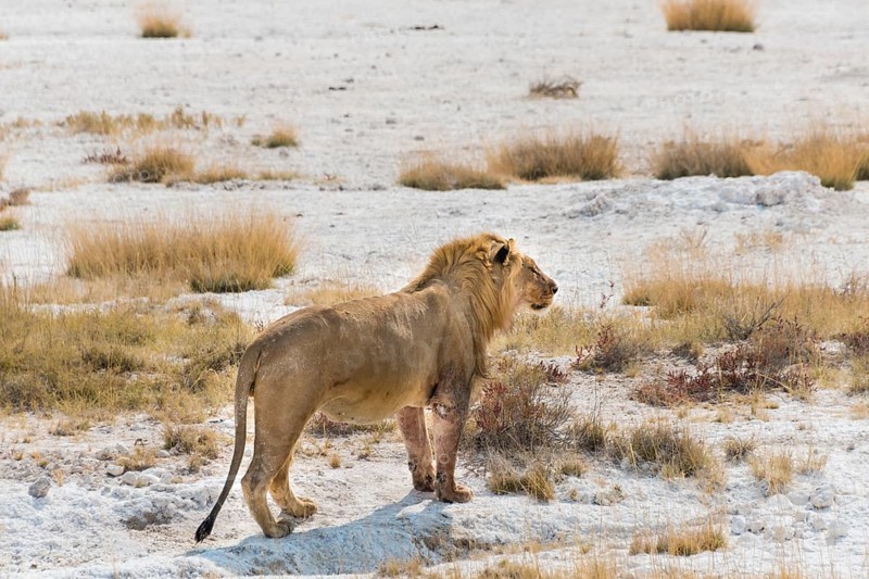Lion (Panthera leo)