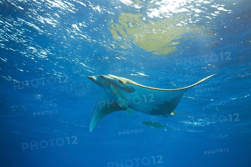 Sicklefin Devil Ray or Box Ray (Mobula tarapacana)
