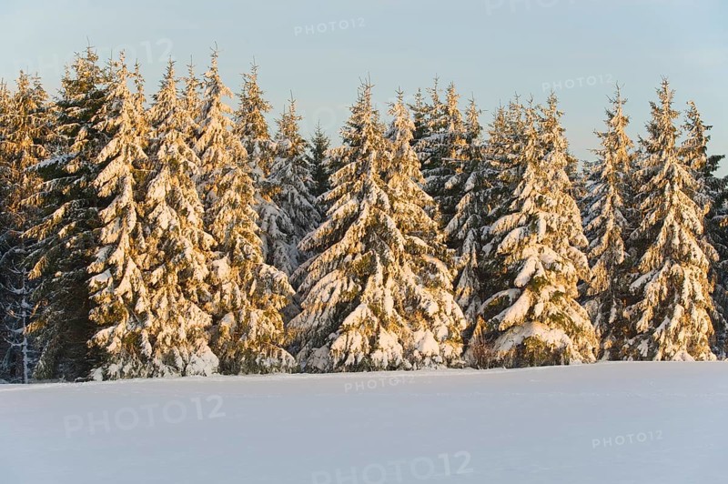Norway spruce (Picea abies) covered with snow in the evening light