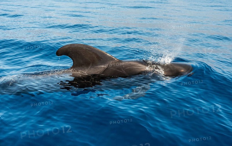 Pilot Whale (Globicephala) emerging from water