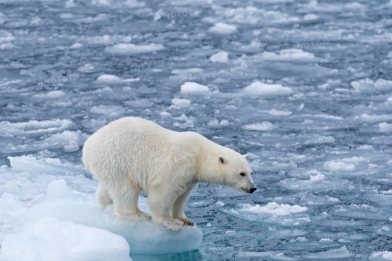 Polar bear (Ursus maritimus) standing on the edge of an ice floe