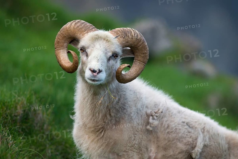 Ram
