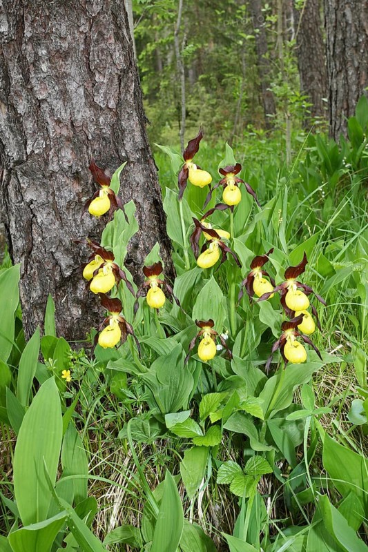Yellow Lady's Slipper (Cypripedium calceolus)