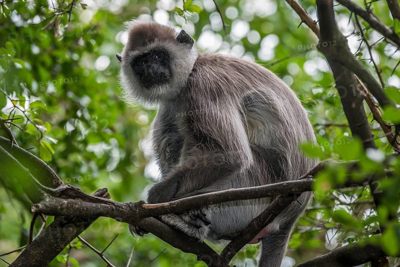 Northern Plains Gray Langur (Semnopithecus entellus)