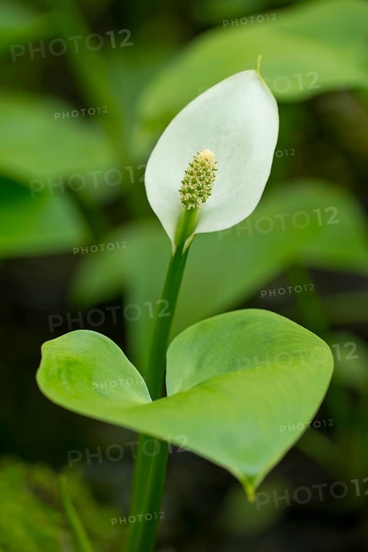 Bog Arum (Calla palustris)