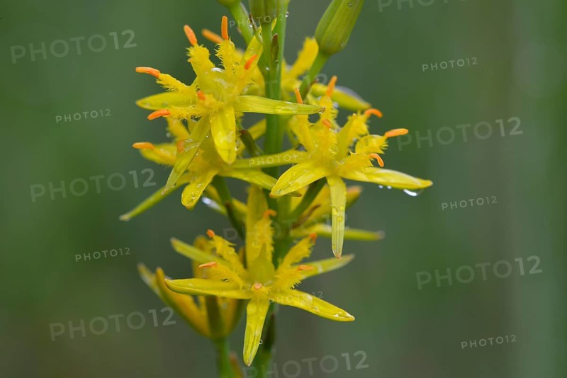 Bog Asphodel (Narthecium ossifragum)