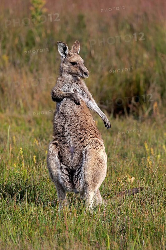 Eastern Grey Kangaroo (Macropus giganteus)