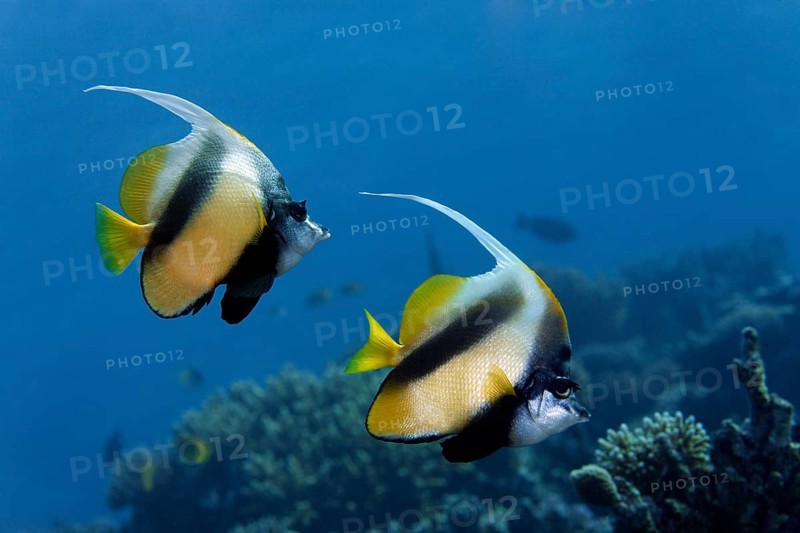 Red Sea Bannerfish (Heniochus intermedius) at a coral reef
