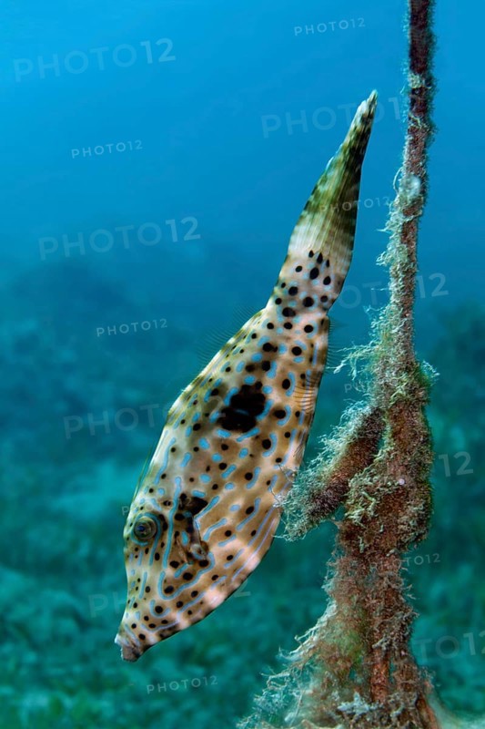 Scrawled Filefish (Aluterus scriptus) at a rope