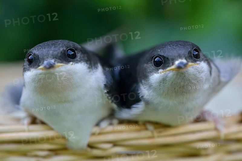 Young hand-raised house martins (Delichon urbicum)