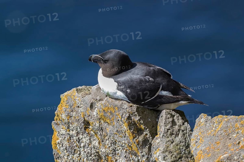 Razorbill (Alca torda) sits on rocks