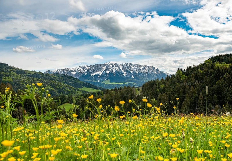 Yellow flower meadow in front of mountain panorama with mountain range Zahmer Kaiser