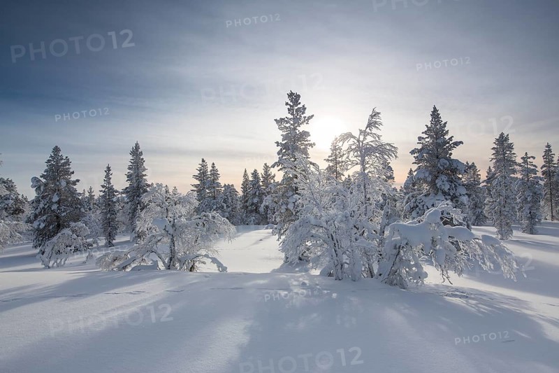 Snowy fir forest