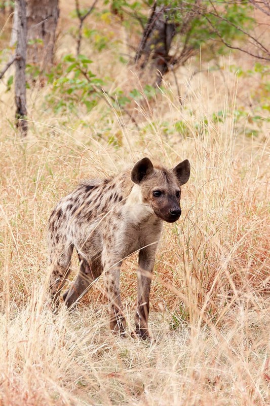 Spotted Hyena (Crocuta crocuta)