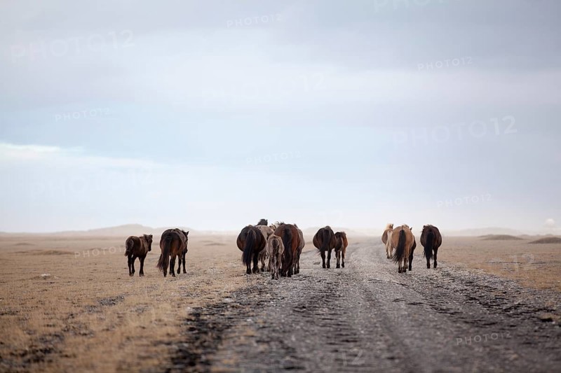 Herd of Icelandic Horses