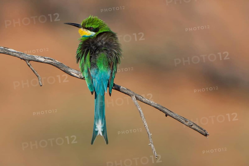 Swallow-tailed Bee-eater (Merops hirundineus)