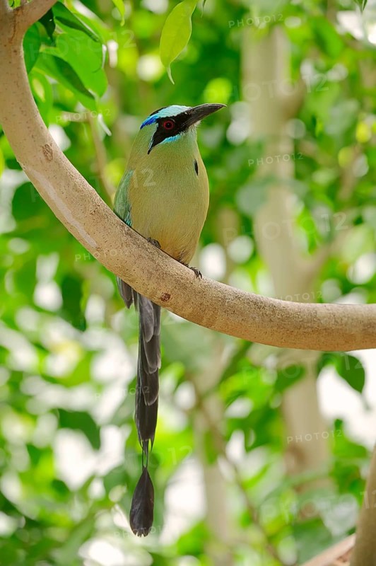 Blue-crowned Motmot (Momotus coeruliceps)
