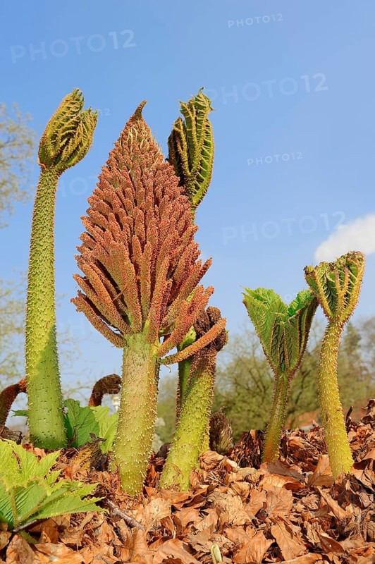 Giant Rhubarb (Gunnera manicata)