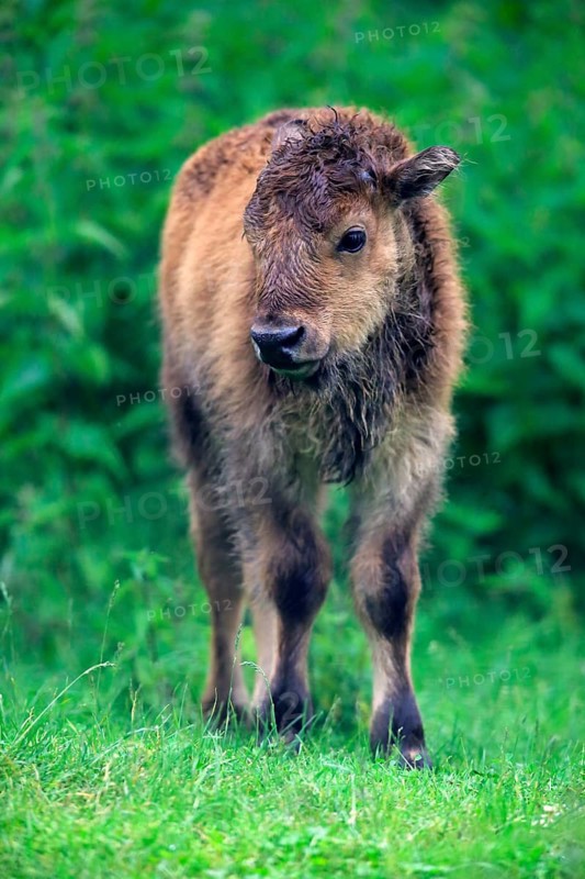 American Bison or American Buffalo (Bison bison)