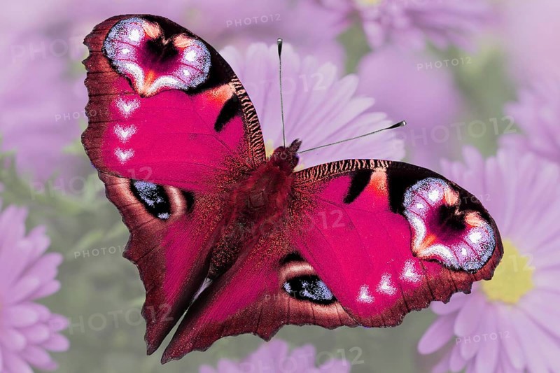 Butterfly adjusted into a heart shape