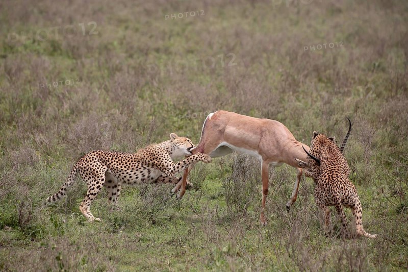 Cheetah (Acinonyx jubatus) mother and young overwhelming a Grant's gazelle (Nanger granti)