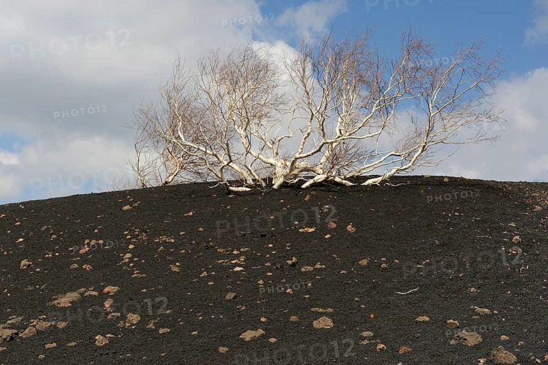 Etna Birch (Betula aetnensis)