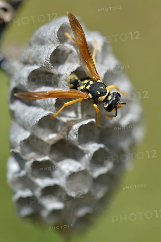European Paper Wasp (Polistes dominula) on a wasp nest