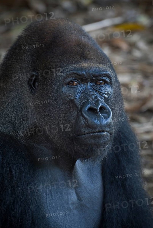 Western Lowland Gorilla (Gorilla gorilla gorilla) in reintroduction enclosure