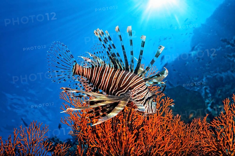 Pacific Red Lionfish (Pterois volitans)