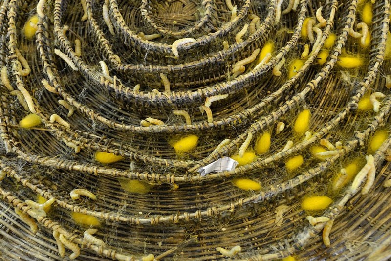 Silkworms (Bombyx mori) and silk cocoons on a bast basket