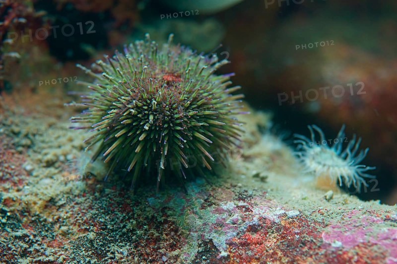 Green sea urchin (Psammechinus miliaris)