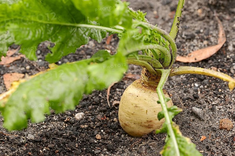 May Turnip or Nevette (Brassica rapa ssp. Rapa var majalis)