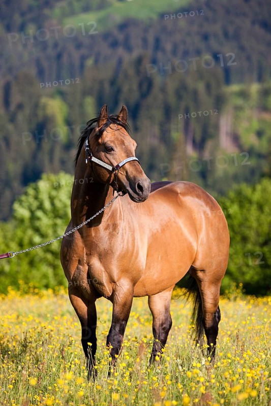 Quarter Horse wearing a show halter