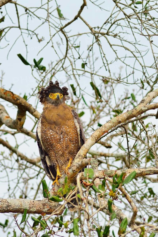 Crested Serpent Eagle (Spilornis cheela spilogaster)