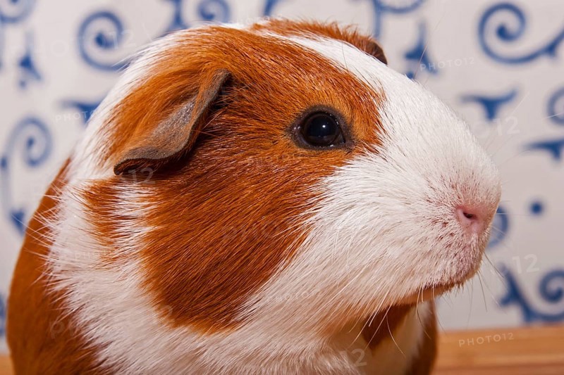 Smooth Guinea Pig