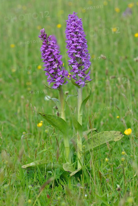 Western Marsh Orchid (Dactylorhiza majalis)